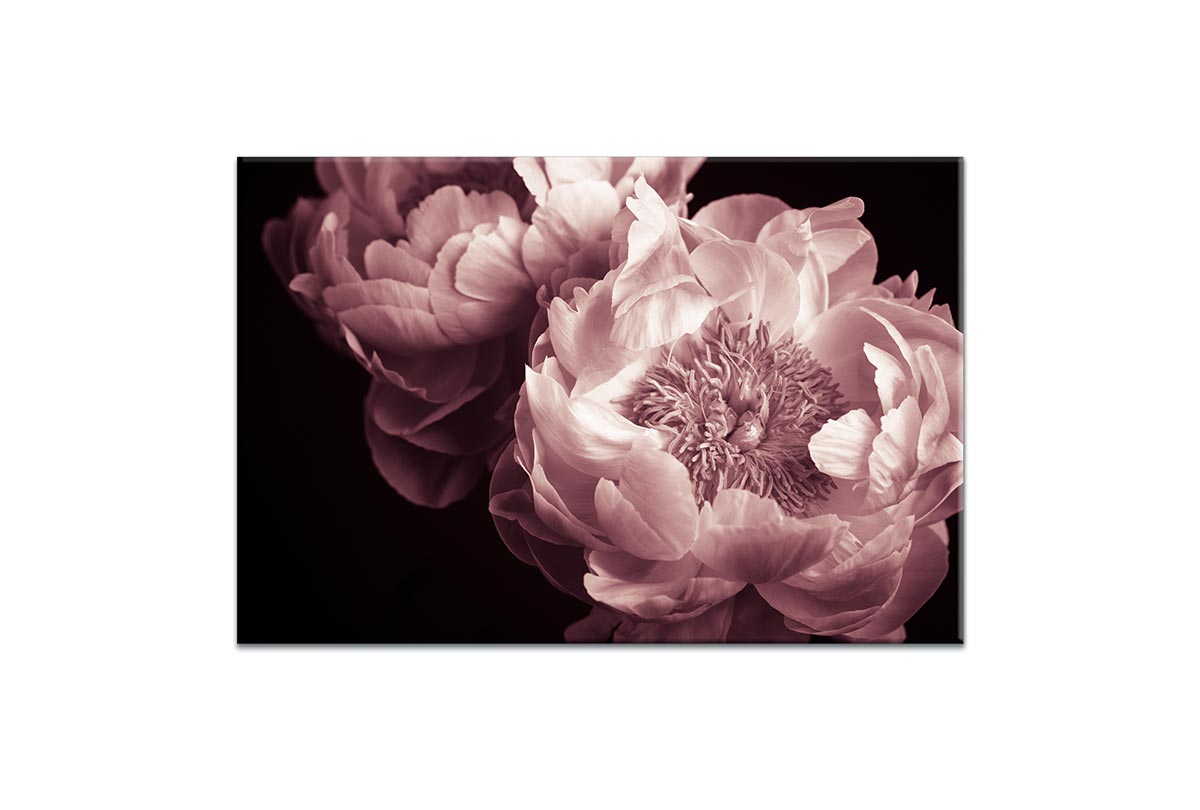 Pink Rose | Canvas Wall Art Print - Final Touch Decor