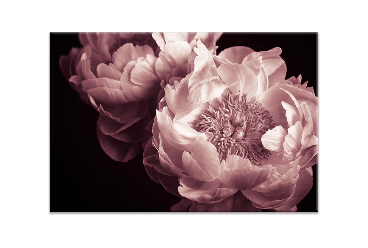 Pink Rose | Canvas Wall Art Print - Final Touch Decor