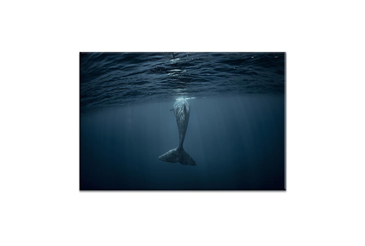 Whale from Below | Wall Art Print - Final Touch Decor
