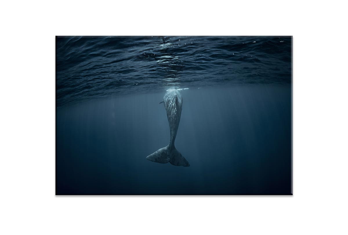 Whale from Below | Wall Art Print - Final Touch Decor