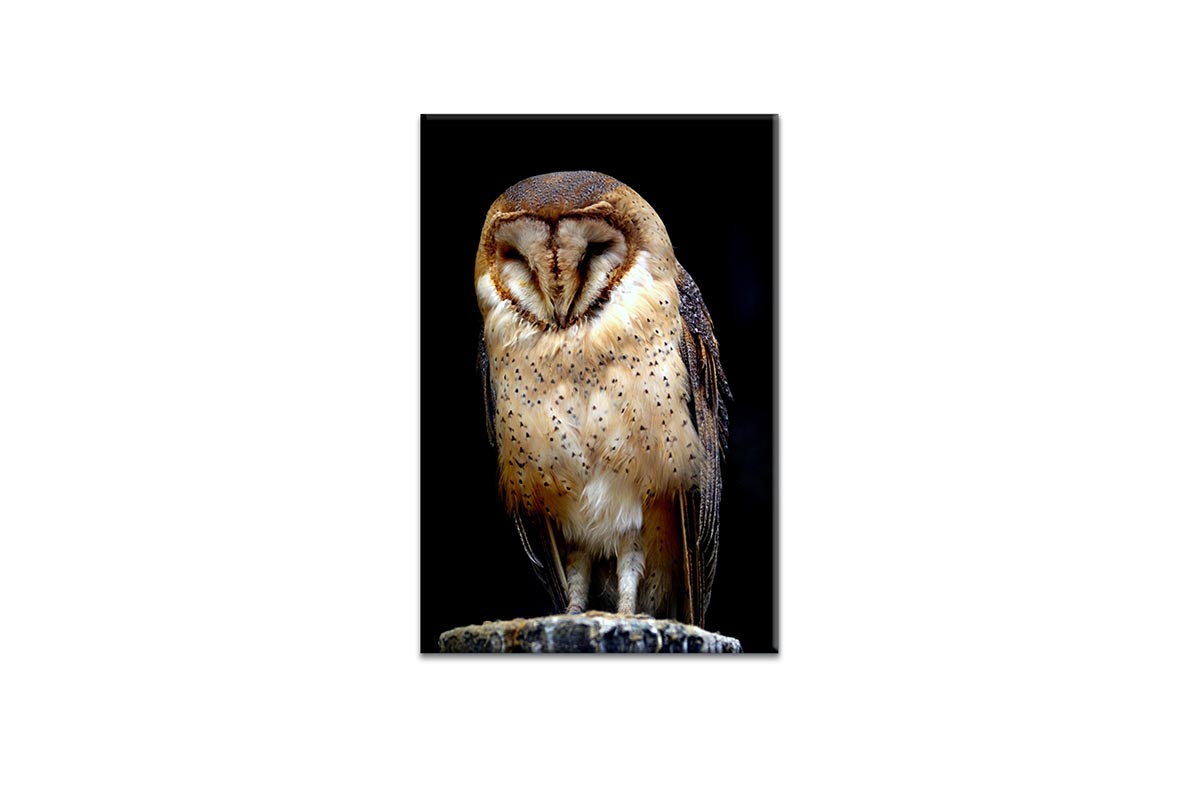 Barn Owl | Canvas Wall Art Print - Final Touch Decor