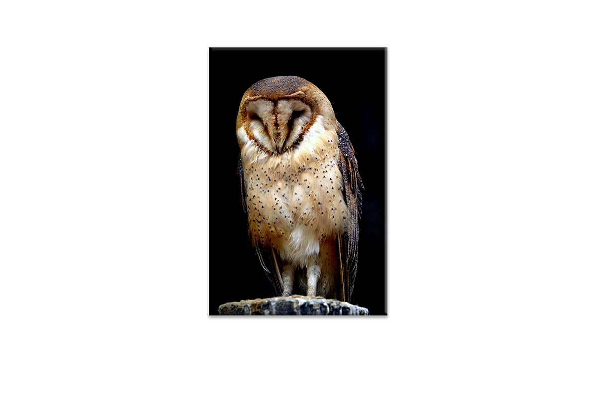 Barn Owl | Canvas Wall Art Print - Final Touch Decor