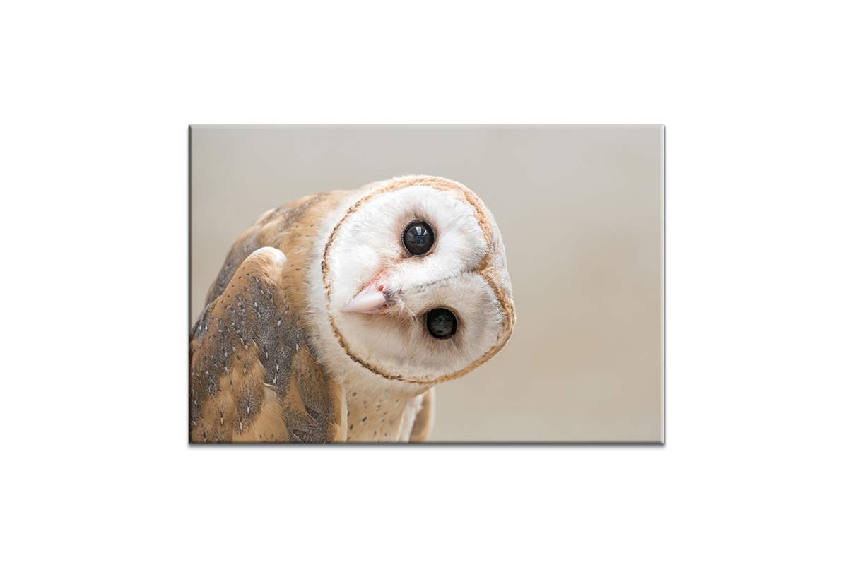 Curios Owl | Canvas Wall Art Print - Final Touch Decor