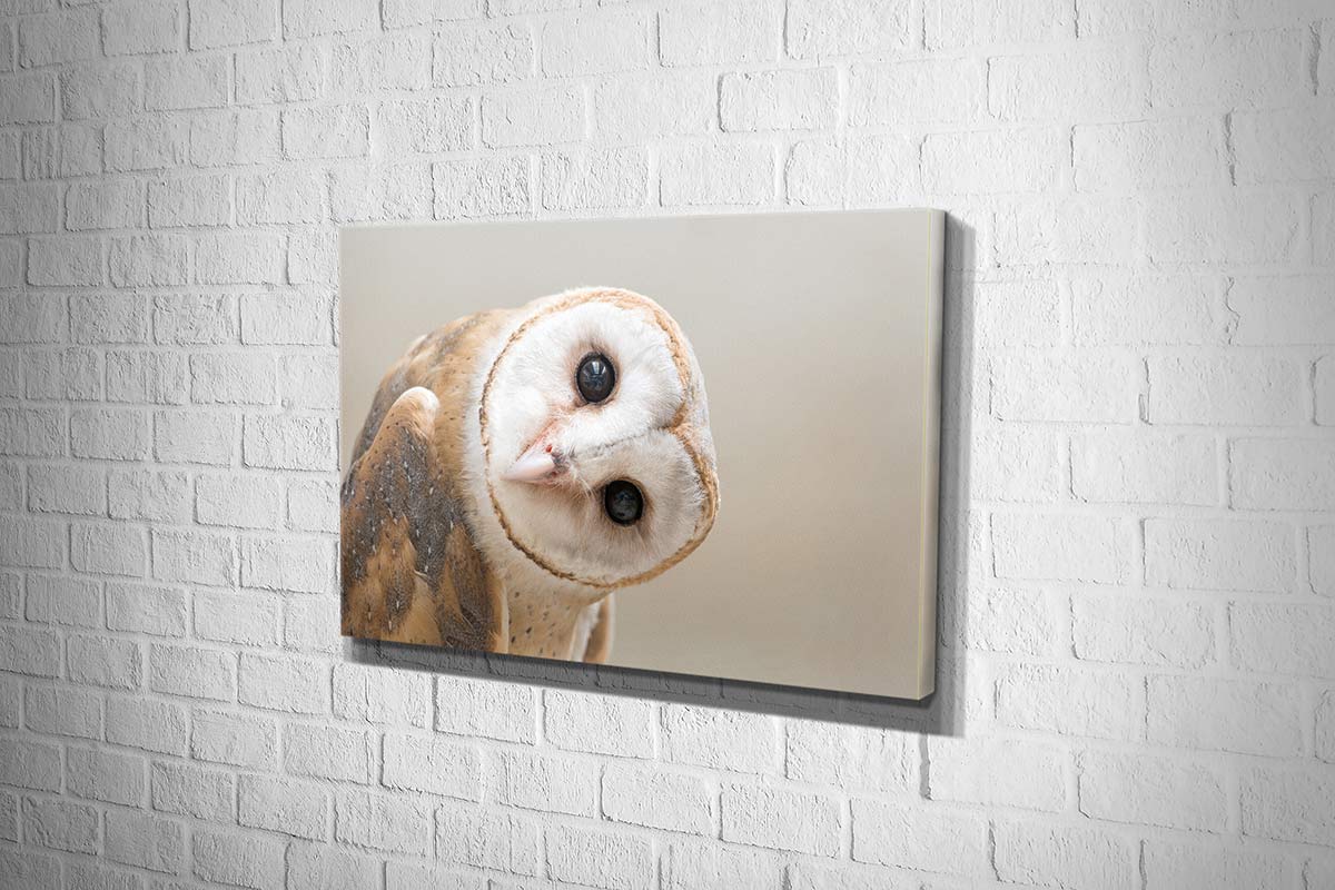 Curios Owl | Canvas Wall Art Print - Final Touch Decor