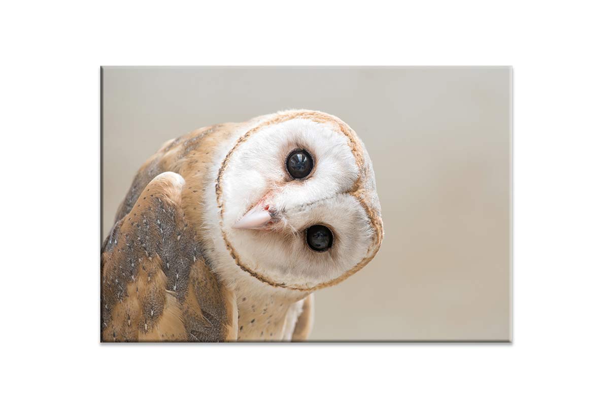 Curios Owl | Canvas Wall Art Print - Final Touch Decor