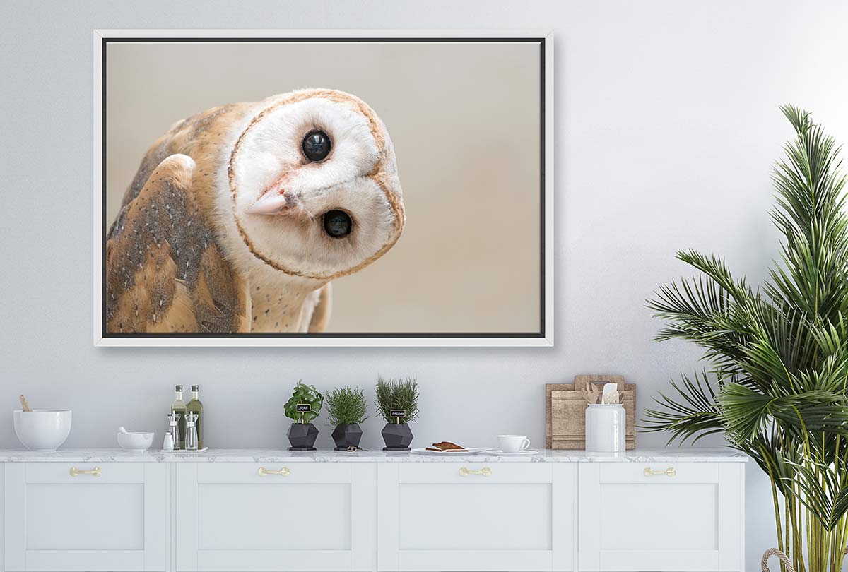 Curios Owl | Canvas Wall Art Print - Final Touch Decor