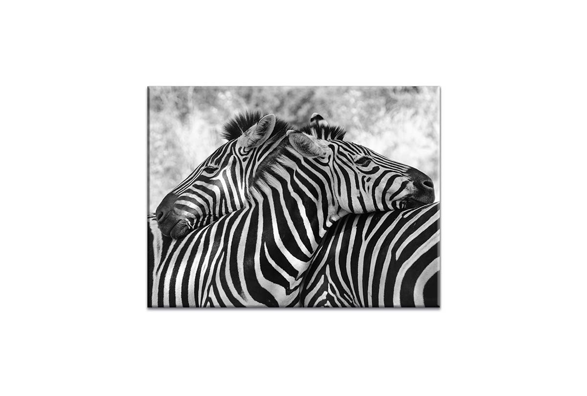 Zebra Love | Canvas Wall Art Print - Final Touch Decor