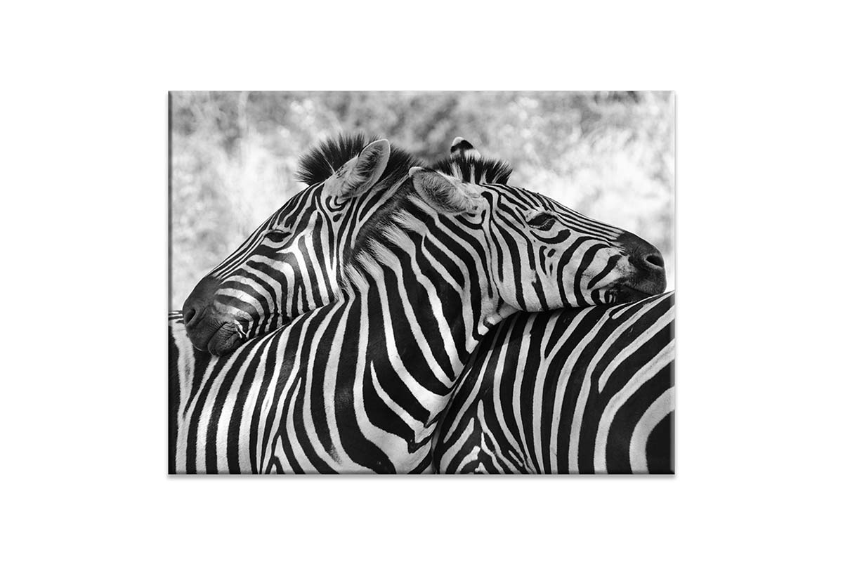 Zebra Love | Canvas Wall Art Print - Final Touch Decor