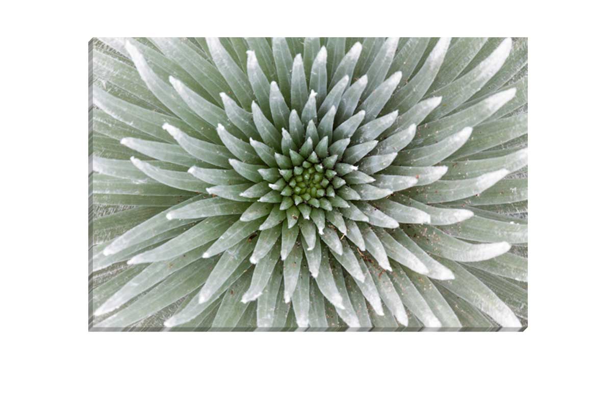 Petal Pattern | Canvas Art Print - Final Touch Decor