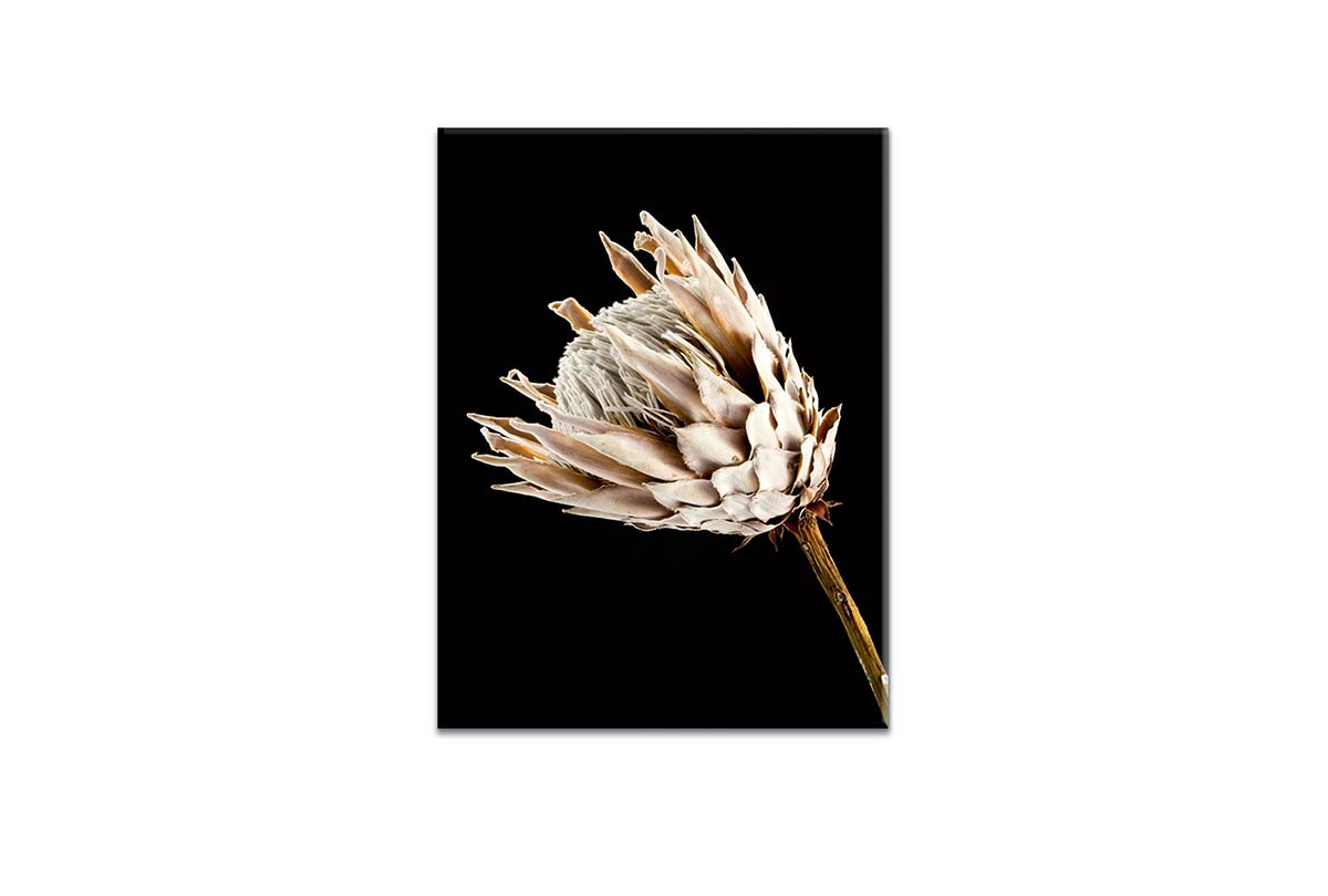 Protea | Canvas Wall Art Print - Final Touch Decor
