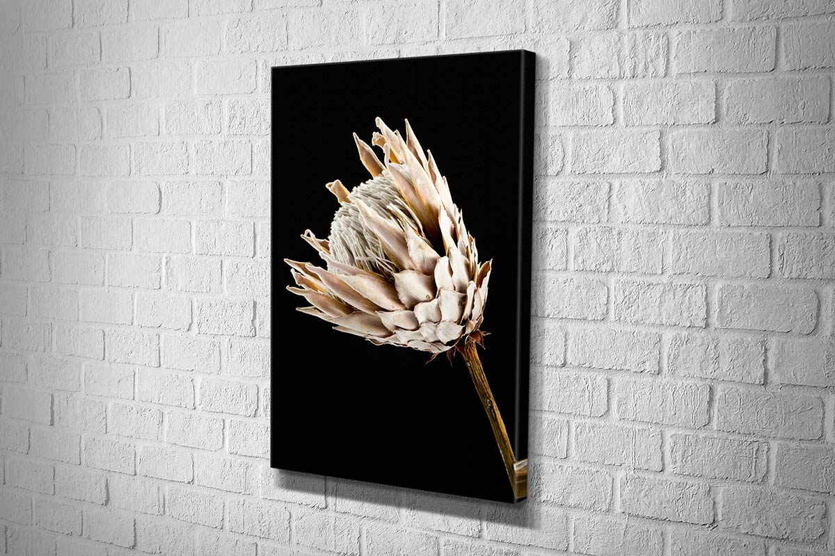 Protea | Canvas Wall Art Print - Final Touch Decor