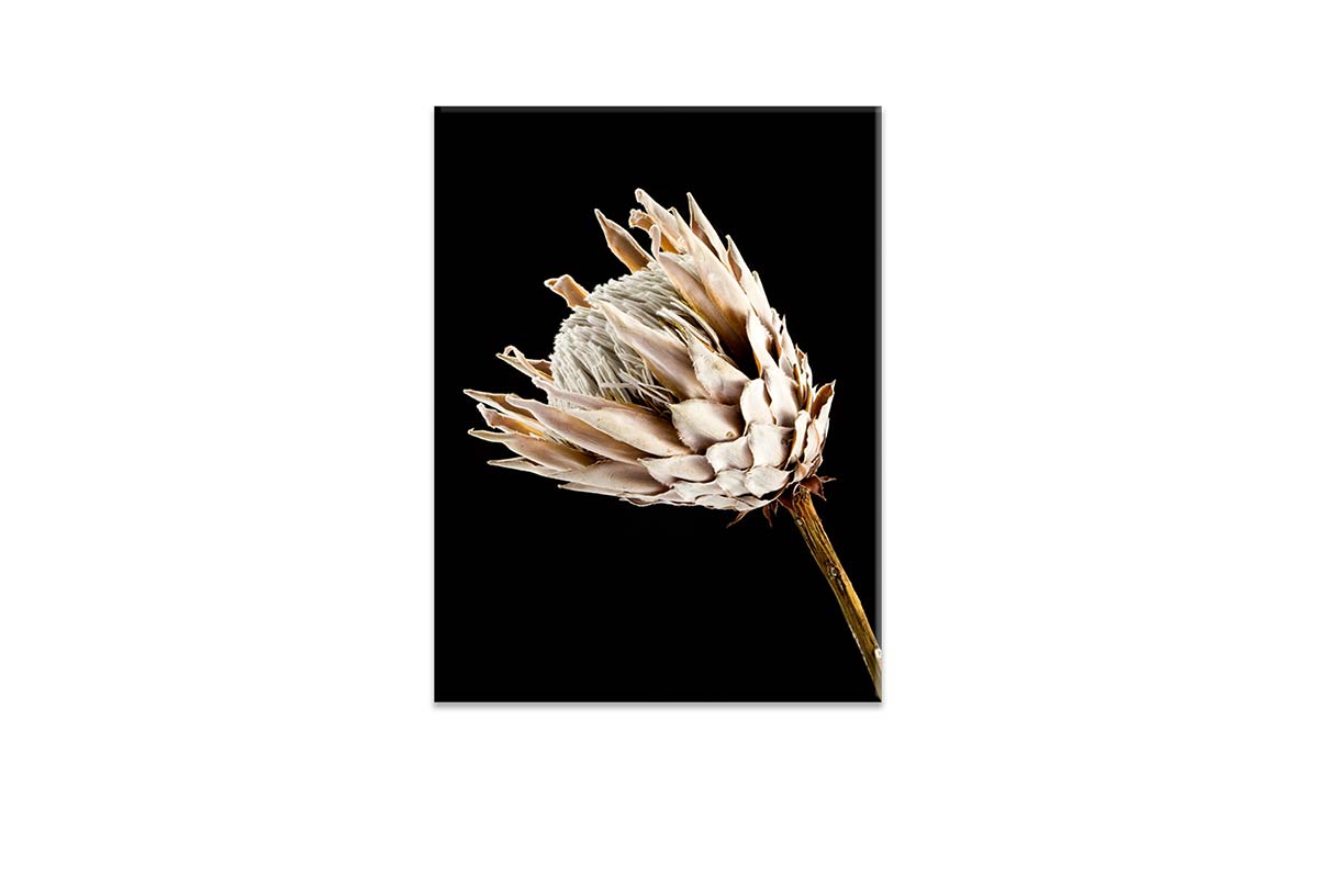 Protea | Canvas Wall Art Print - Final Touch Decor