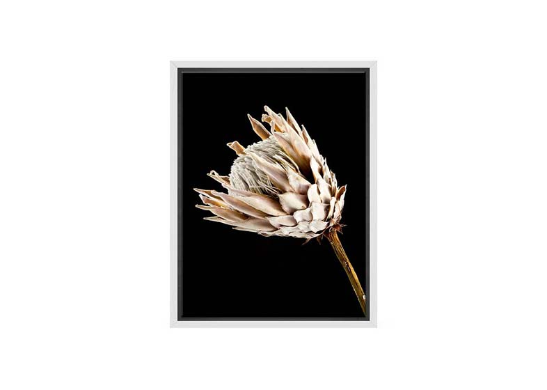 Protea | Canvas Wall Art Print - Final Touch Decor