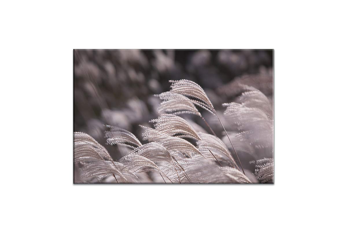 Japanese Pampas Grass | Canvas Wall Art Print - Final Touch Decor
