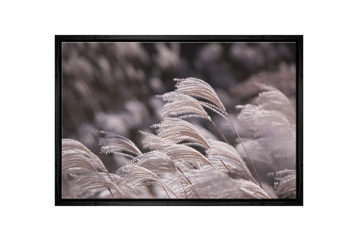 Japanese Pampas Grass | Canvas Wall Art Print - Final Touch Decor