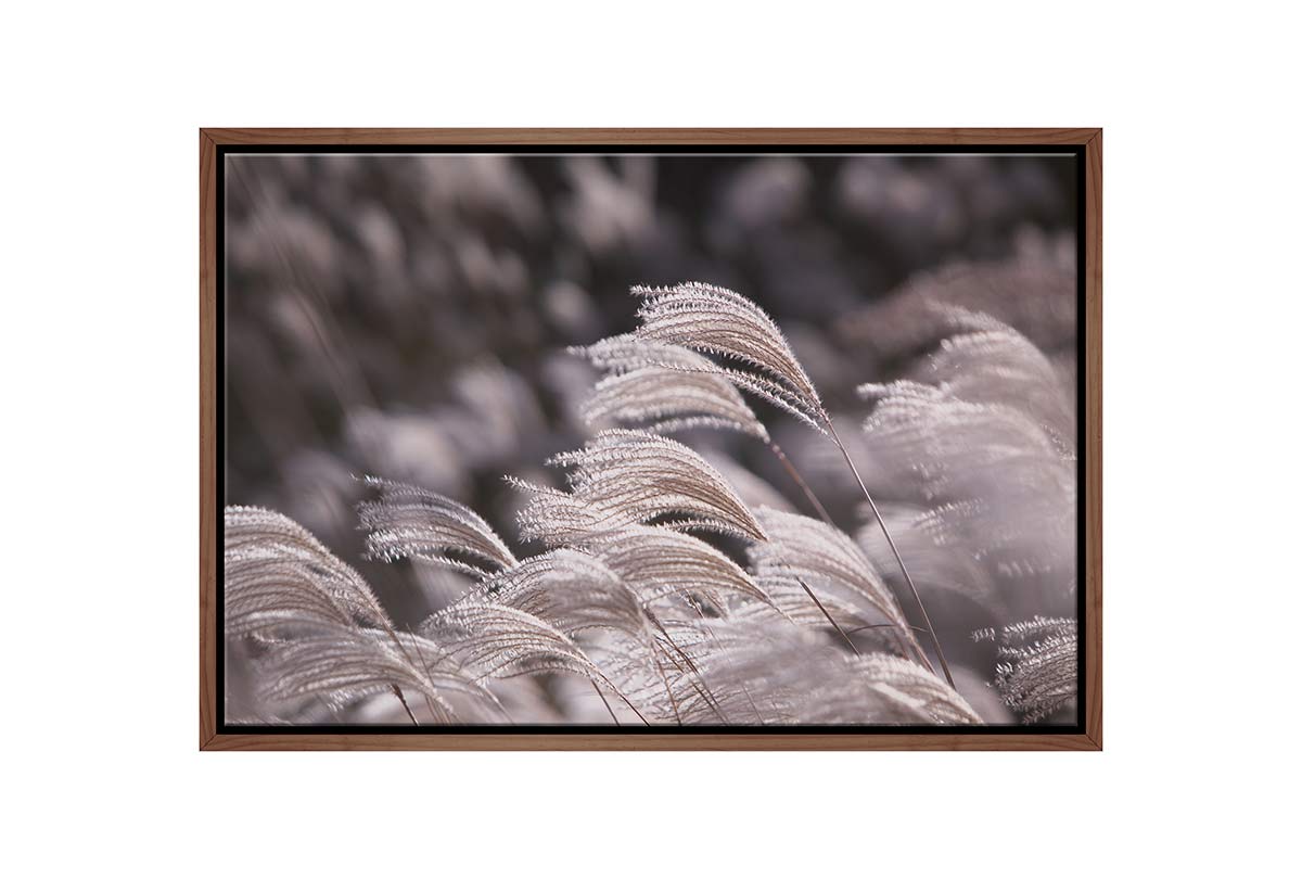 Japanese Pampas Grass | Canvas Wall Art Print - Final Touch Decor