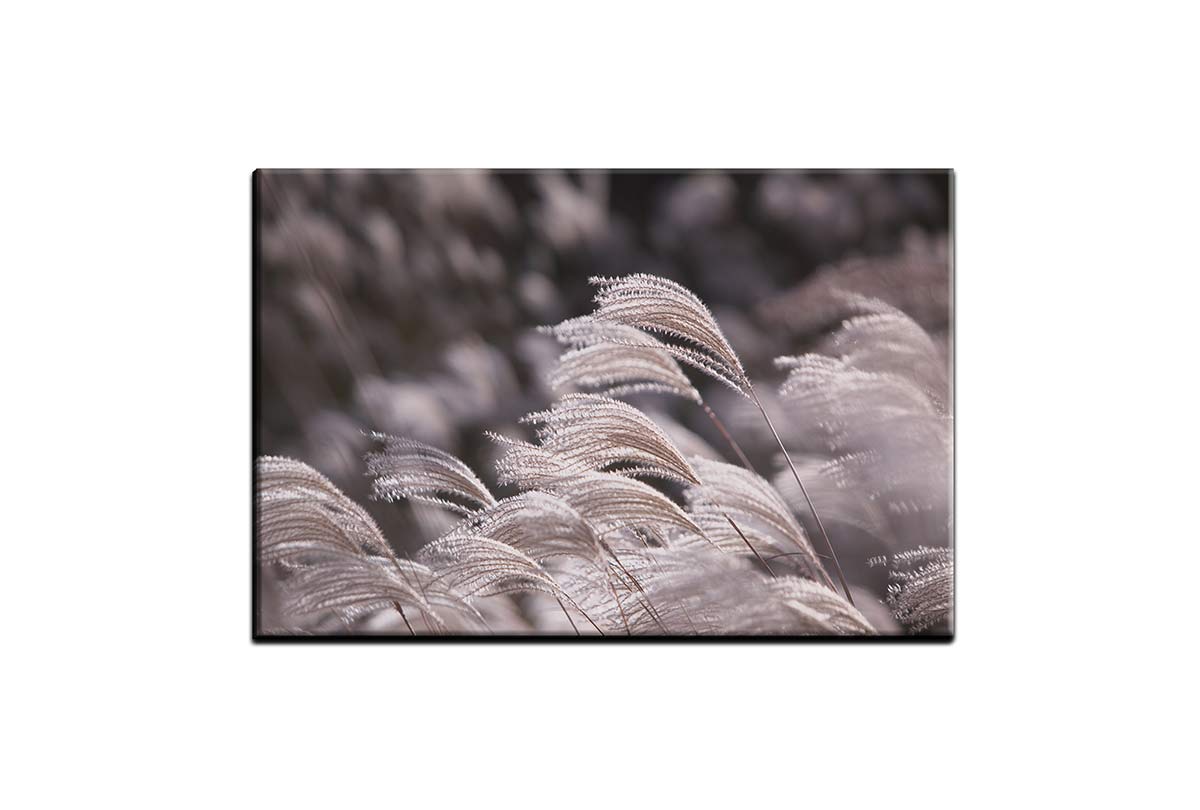Japanese Pampas Grass | Canvas Wall Art Print - Final Touch Decor