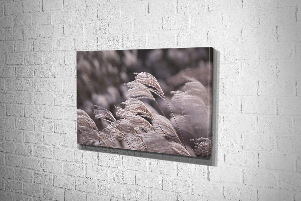 Japanese Pampas Grass | Canvas Wall Art Print - Final Touch Decor