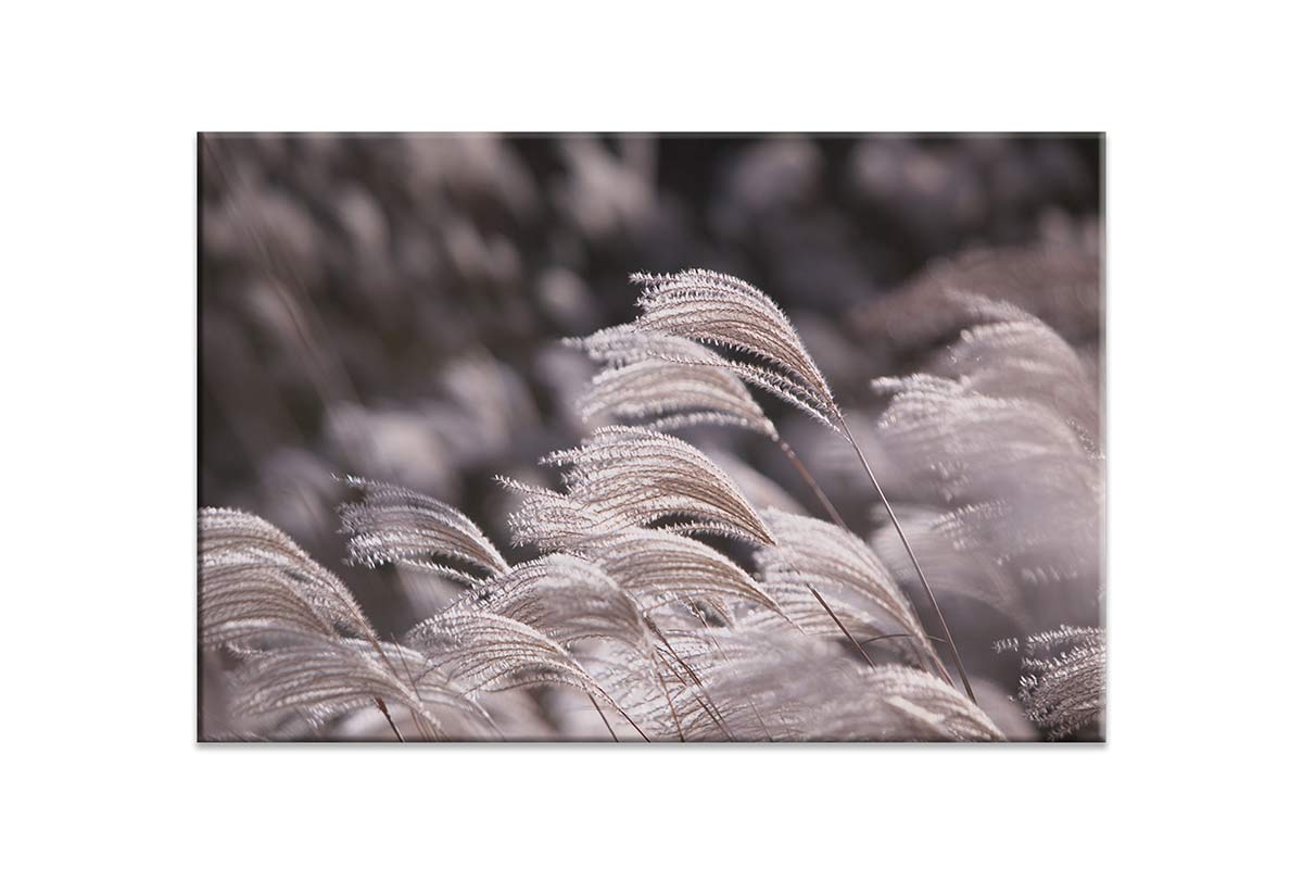 Japanese Pampas Grass | Canvas Wall Art Print - Final Touch Decor