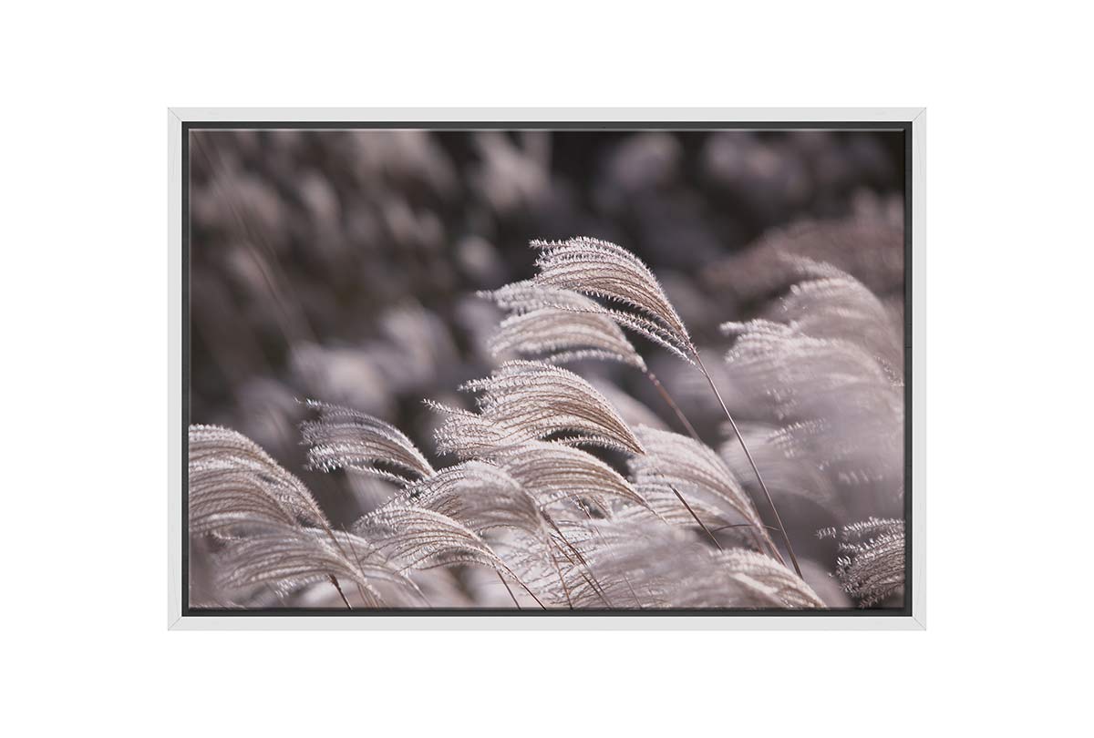 Japanese Pampas Grass | Canvas Wall Art Print - Final Touch Decor