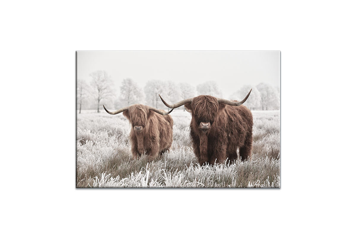 Highland Cows | Canvas Wall Art Print - Final Touch Decor