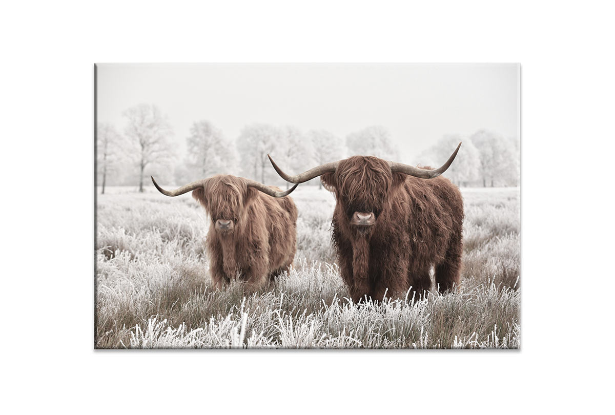 Highland Cows | Canvas Wall Art Print - Final Touch Decor