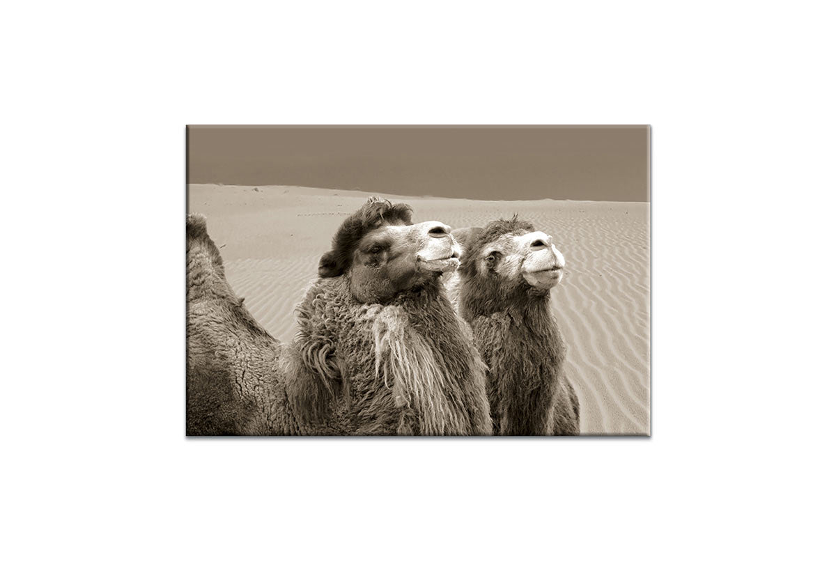 Camels | Canvas Wall Art Print - Final Touch Decor