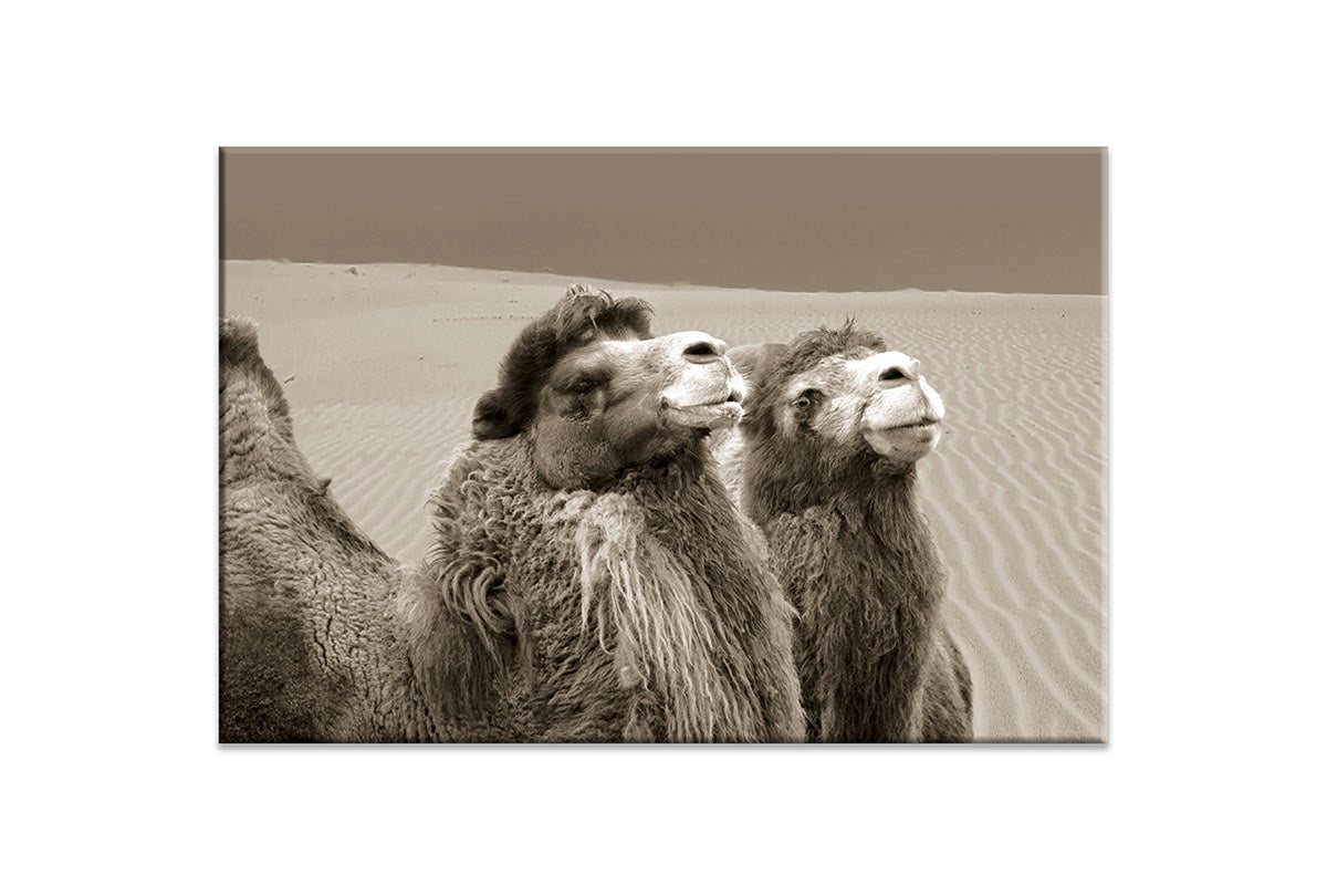 Camels | Canvas Wall Art Print - Final Touch Decor