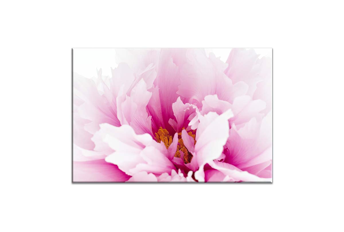 Pink Peony Close-Up | Canvas Wall Art Print - Final Touch Decor