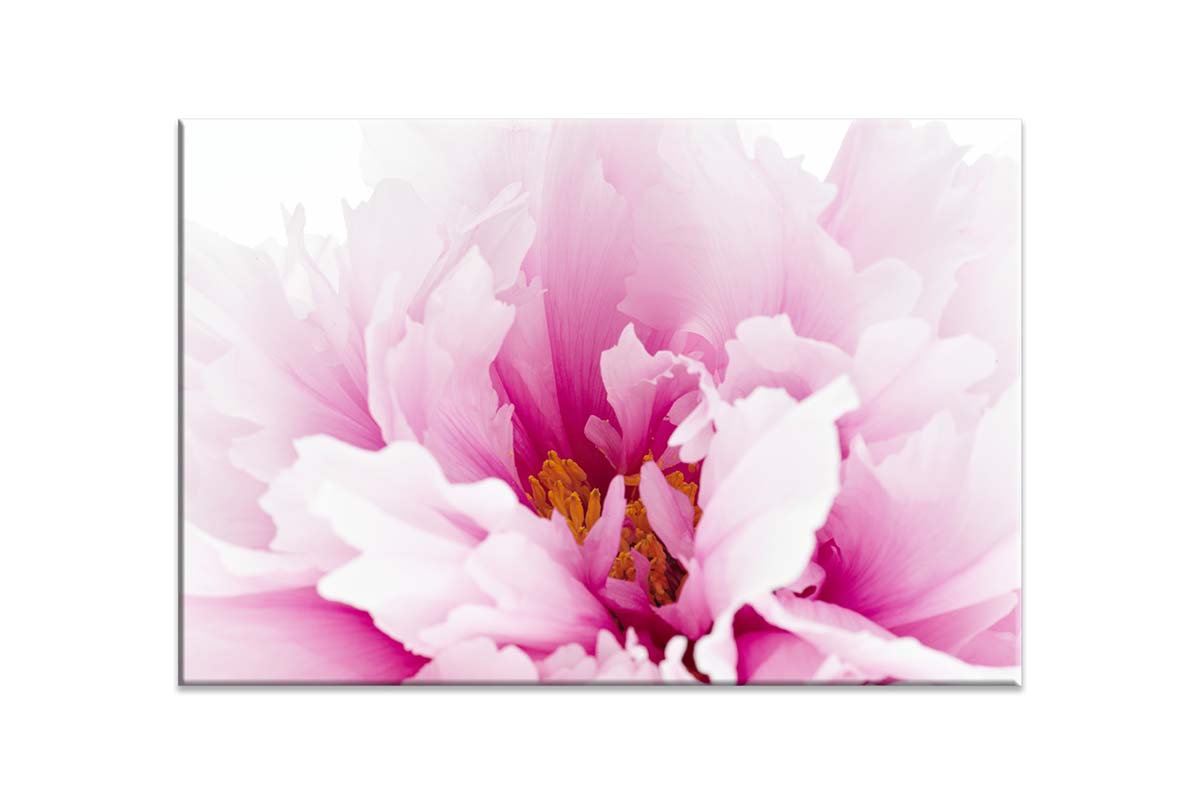 Pink Peony Close-Up | Canvas Wall Art Print - Final Touch Decor
