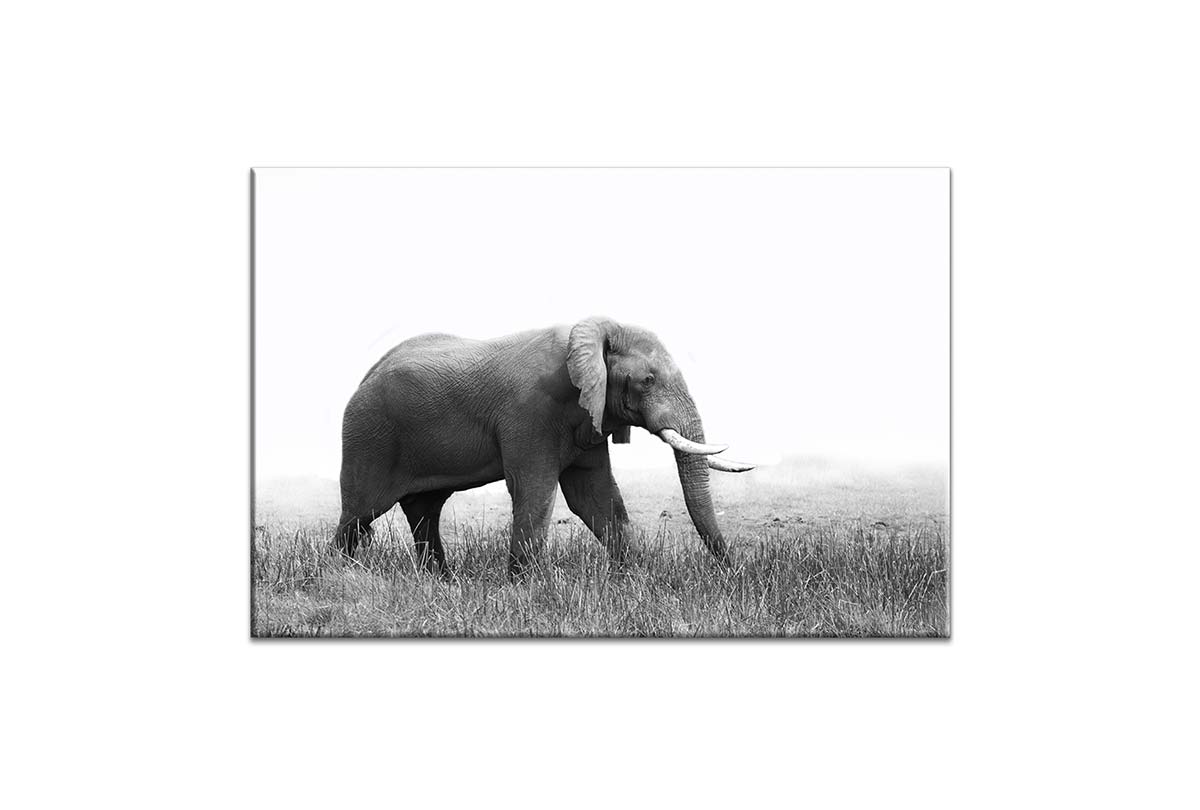 Wondering Elephant | Animal Canvas Wall Art Print - Final Touch Decor