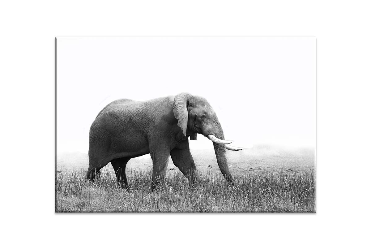 Wondering Elephant | Animal Canvas Wall Art Print - Final Touch Decor