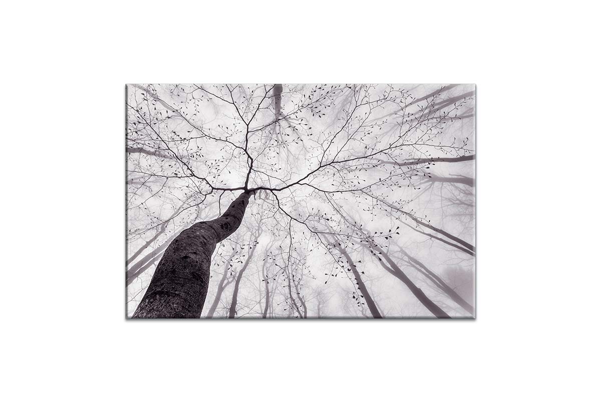 Beach Tree from Below | Canvas Wall Art Print - Final Touch Decor