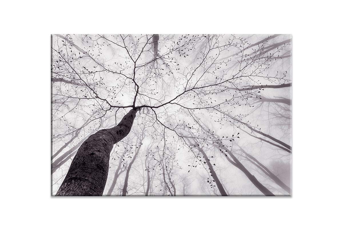 Beach Tree from Below | Canvas Wall Art Print - Final Touch Decor