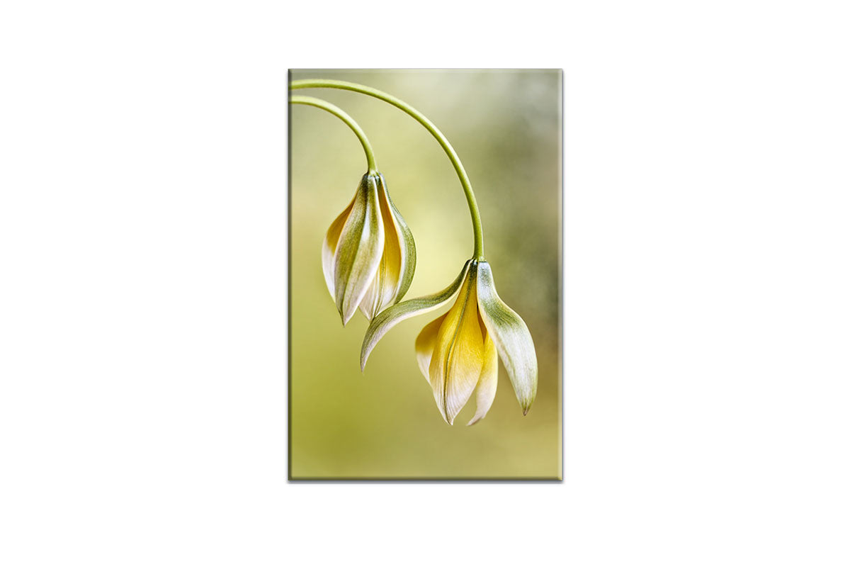 Yellow Flower Painted Effect | Flower Wall Art Print - Final Touch Decor