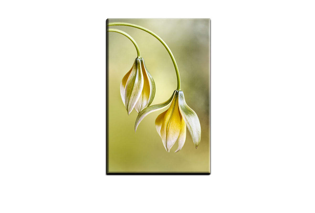 Yellow Flower Painted Effect | Flower Wall Art Print - Final Touch Decor
