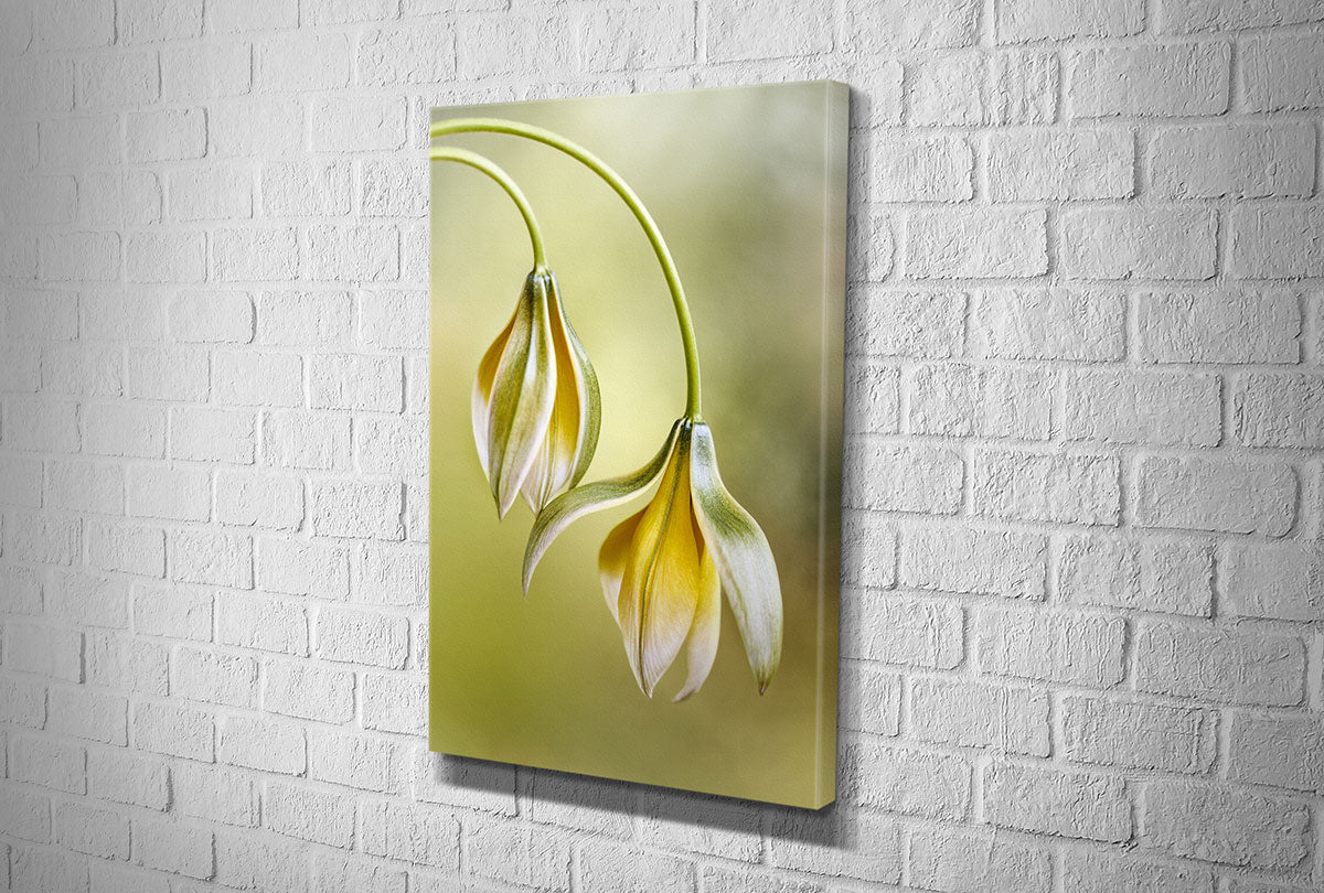 Yellow Flower Painted Effect | Flower Wall Art Print - Final Touch Decor