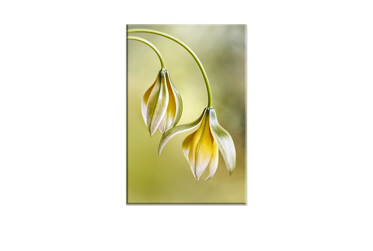 Yellow Flower Painted Effect | Flower Wall Art Print - Final Touch Decor