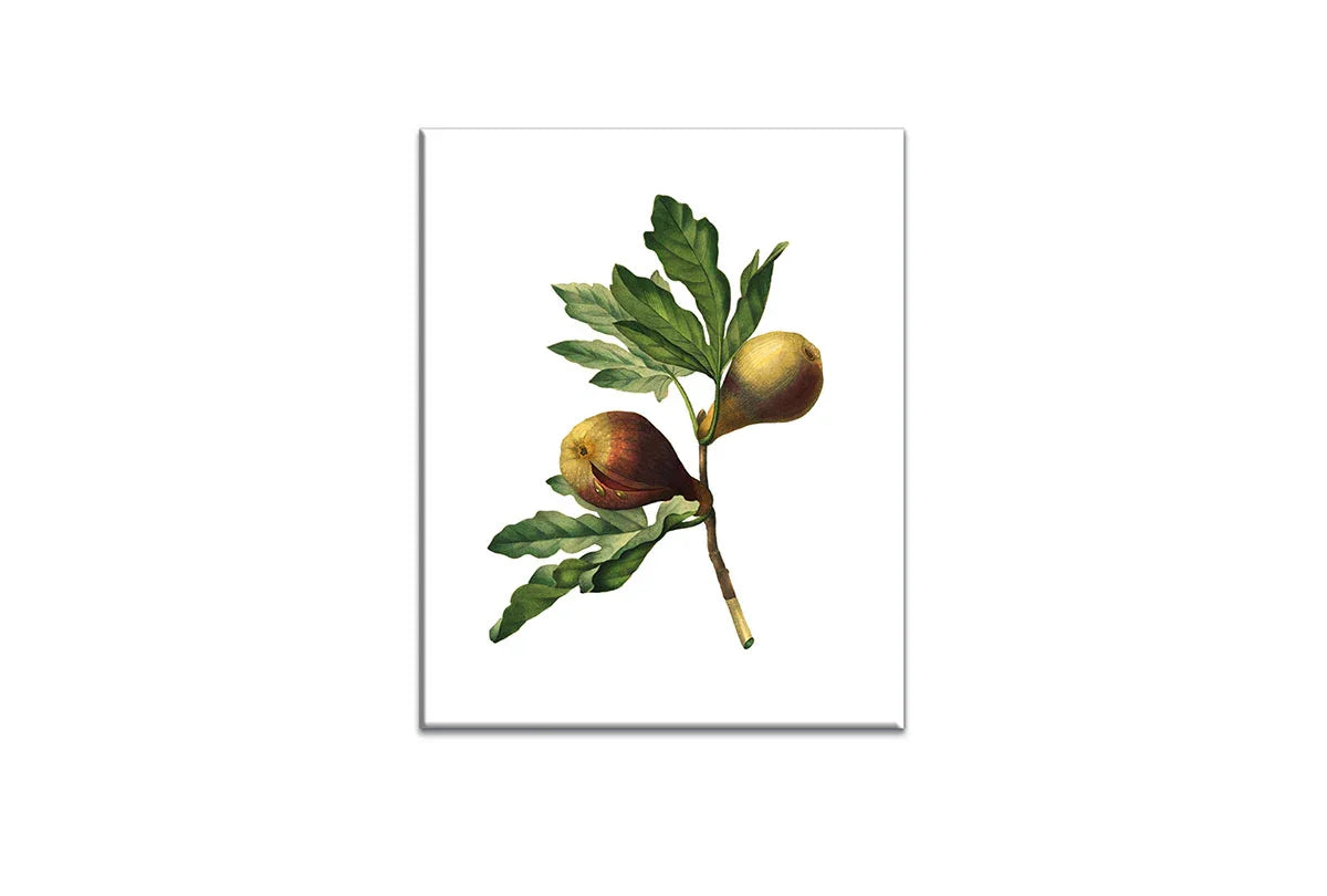 Botanical Illustration Fig | Botanical Wall Art Print - Final Touch Decor