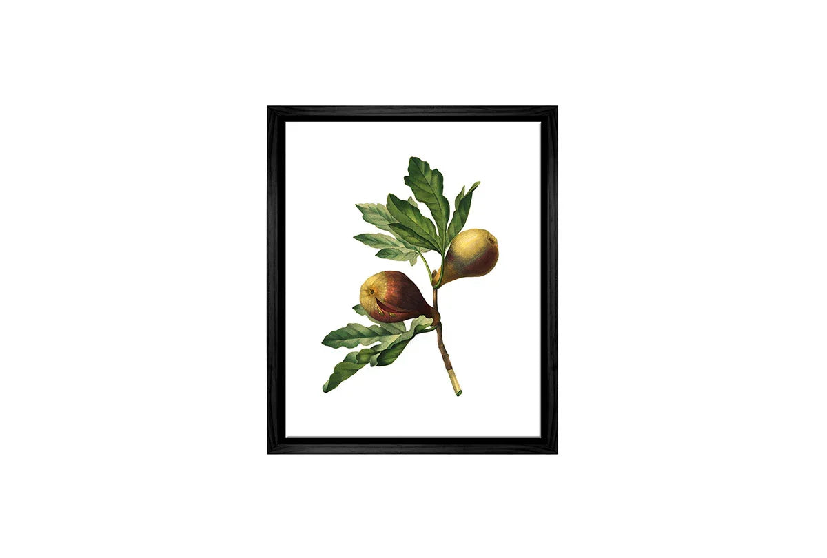 Botanical Illustration Fig | Botanical Wall Art Print - Final Touch Decor
