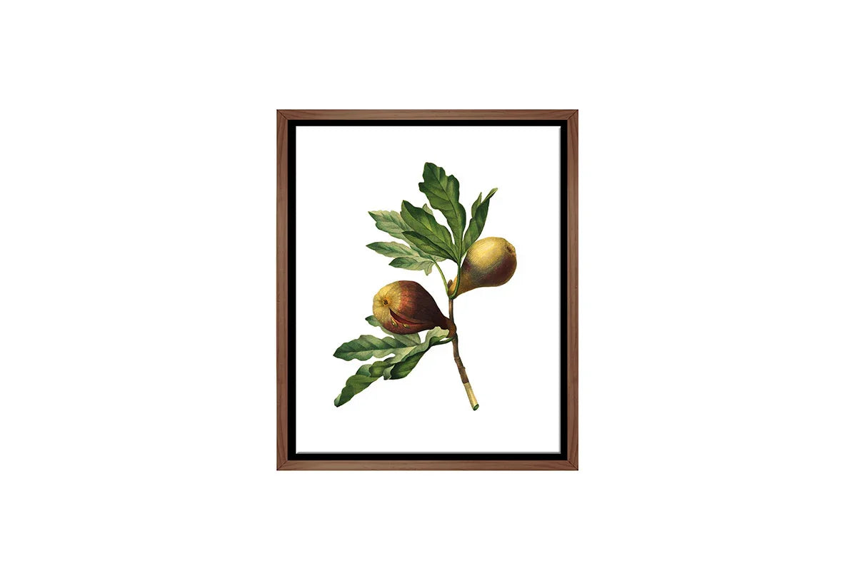 Botanical Illustration Fig | Botanical Wall Art Print - Final Touch Decor