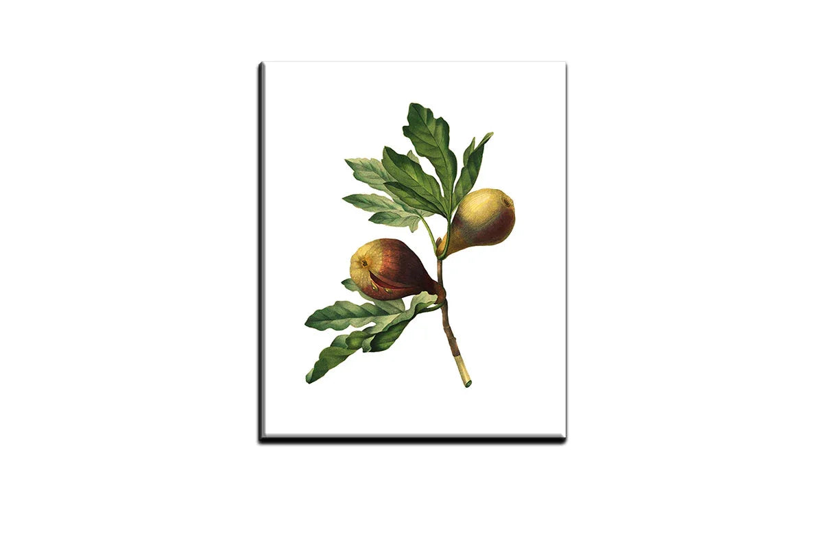 Botanical Illustration Fig | Botanical Wall Art Print - Final Touch Decor