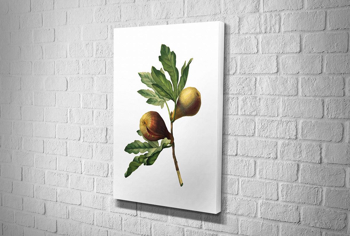Botanical Illustration Fig | Botanical Wall Art Print - Final Touch Decor