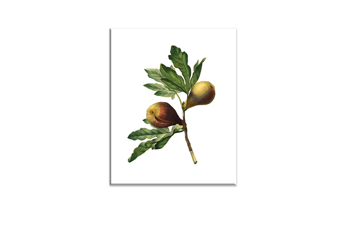 Botanical Illustration Fig | Botanical Wall Art Print - Final Touch Decor