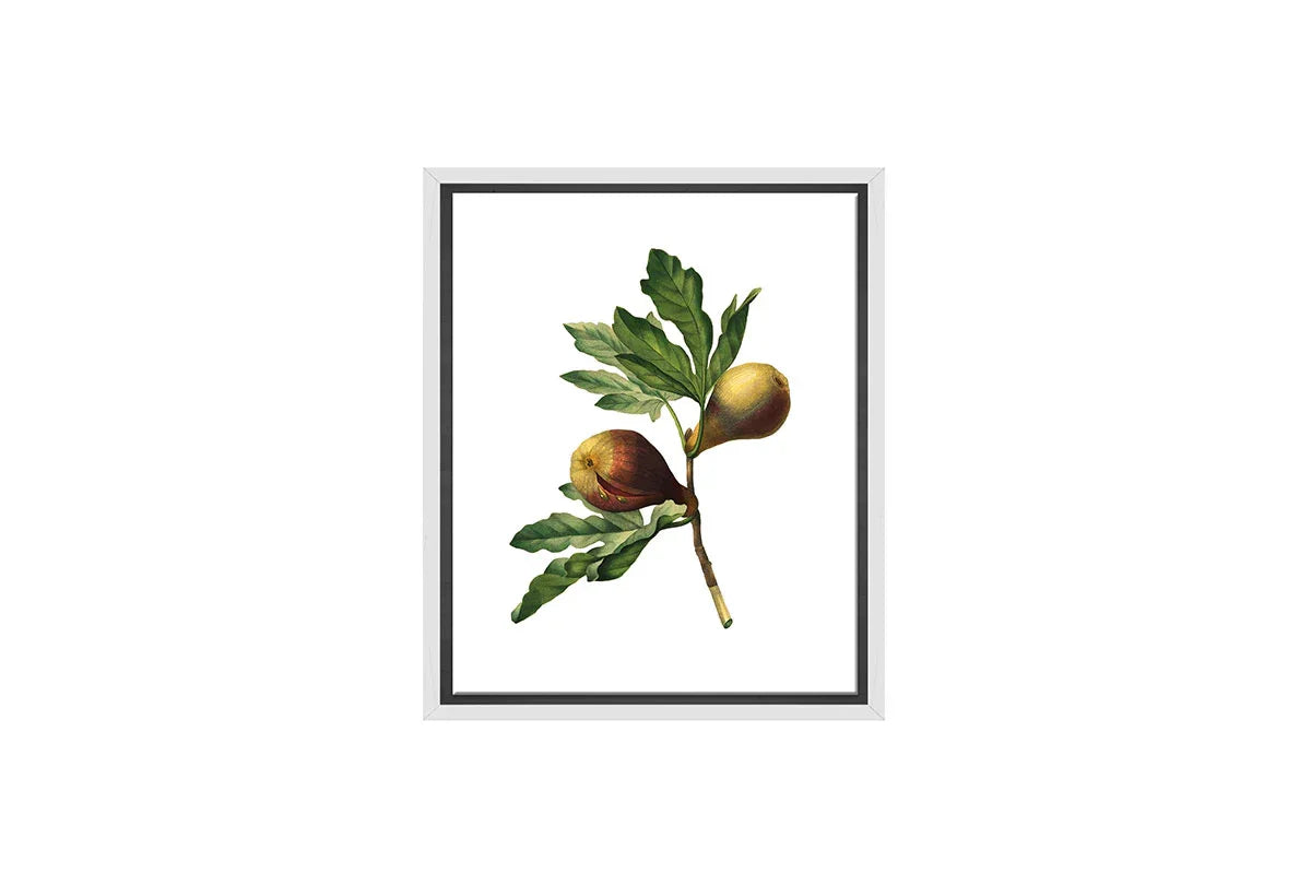 Botanical Illustration Fig | Botanical Wall Art Print - Final Touch Decor