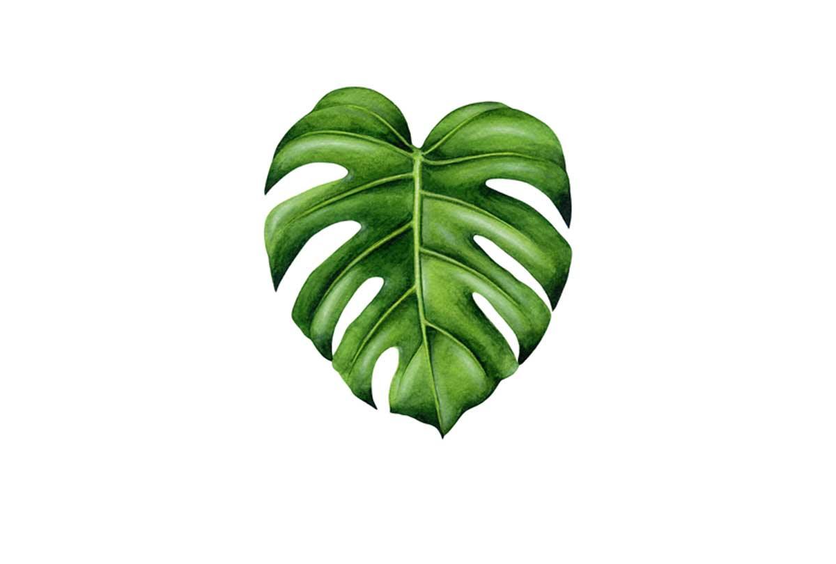 Monstera Leaf | Canvas Wall Art Print - Final Touch Decor