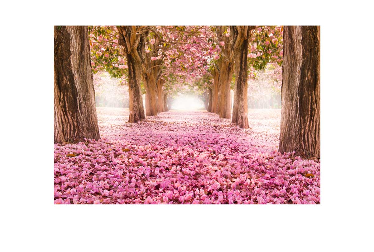 Pink Petals | Landscape Canvas Wall Art Print - Final Touch Decor