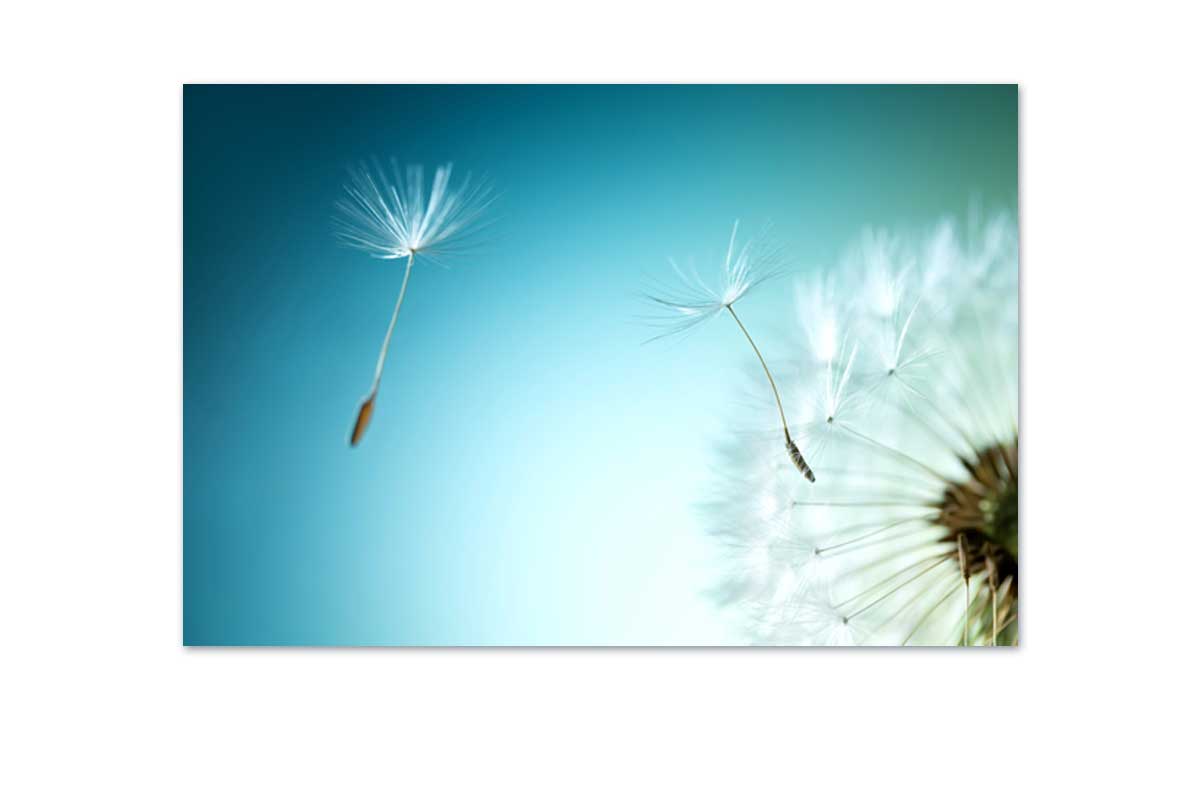 A Wish or a Weed? | Canvas Wall Art Print - Final Touch Decor