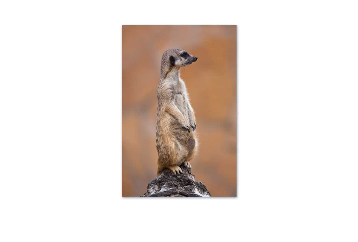 Meerkat | Canvas Wall Art Print - Final Touch Decor