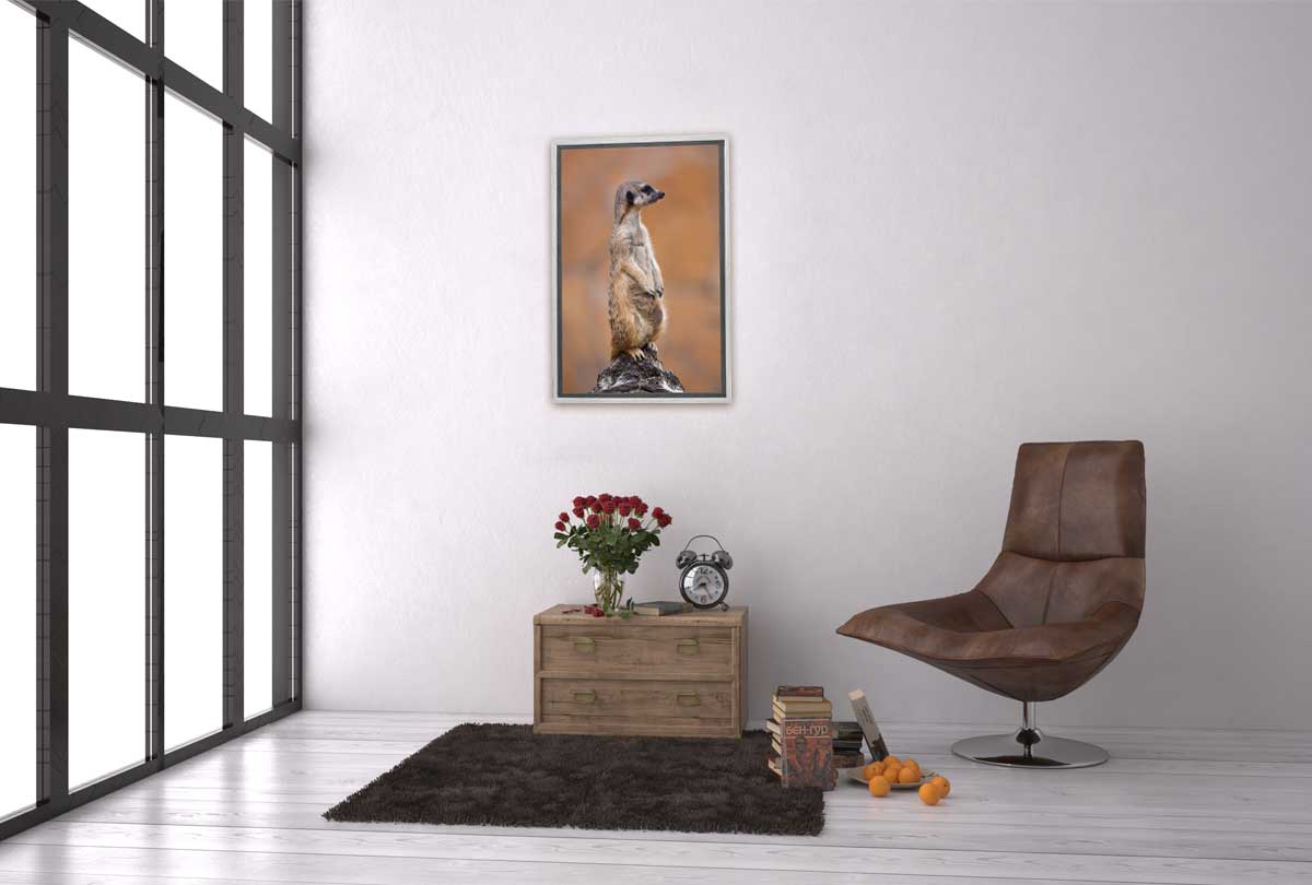 Meerkat | Canvas Wall Art Print - Final Touch Decor